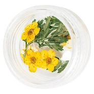 Сухоцветы в баночке 